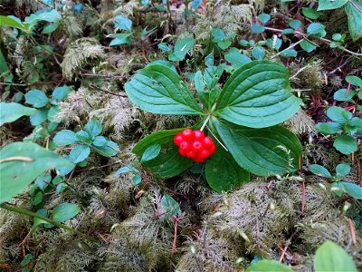 Bunchberries, Mt. Baker-Snoqualmie National Forest. Photo by Anne Vassar Aug. 10, 2021.