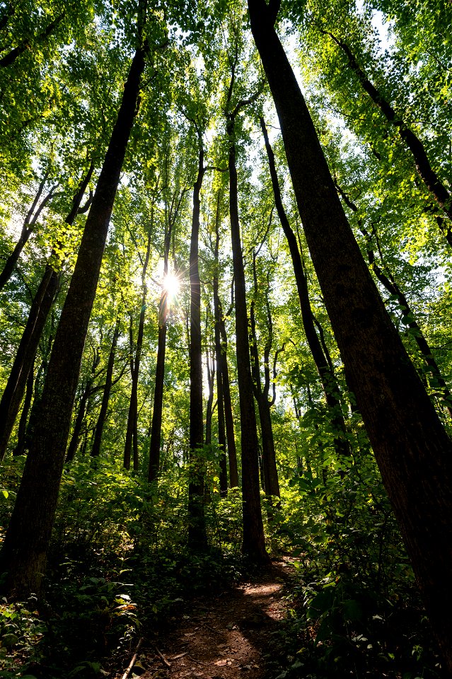 Sunlight Through Low Gap Trees photo