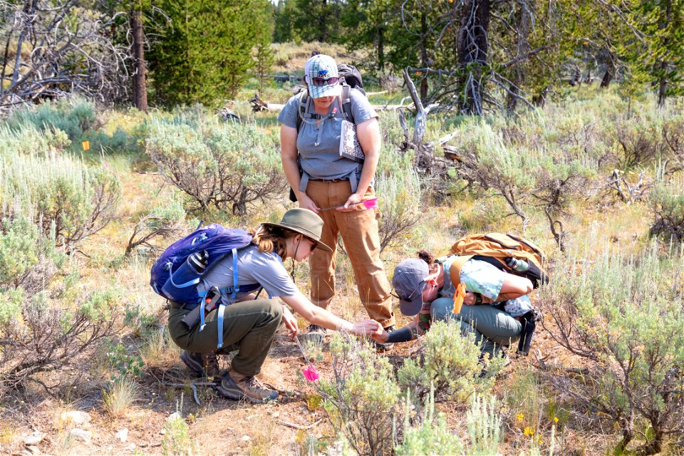 Salish Kootenai College Archaeology group: flagging a lithic site (2)