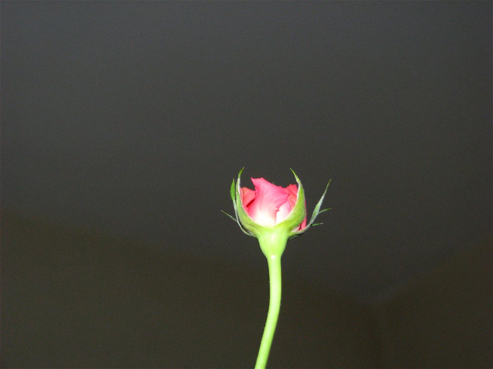 trandfmic_timelaps2011_1108_100218