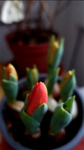 tulips_lalele-2023_0216_084241