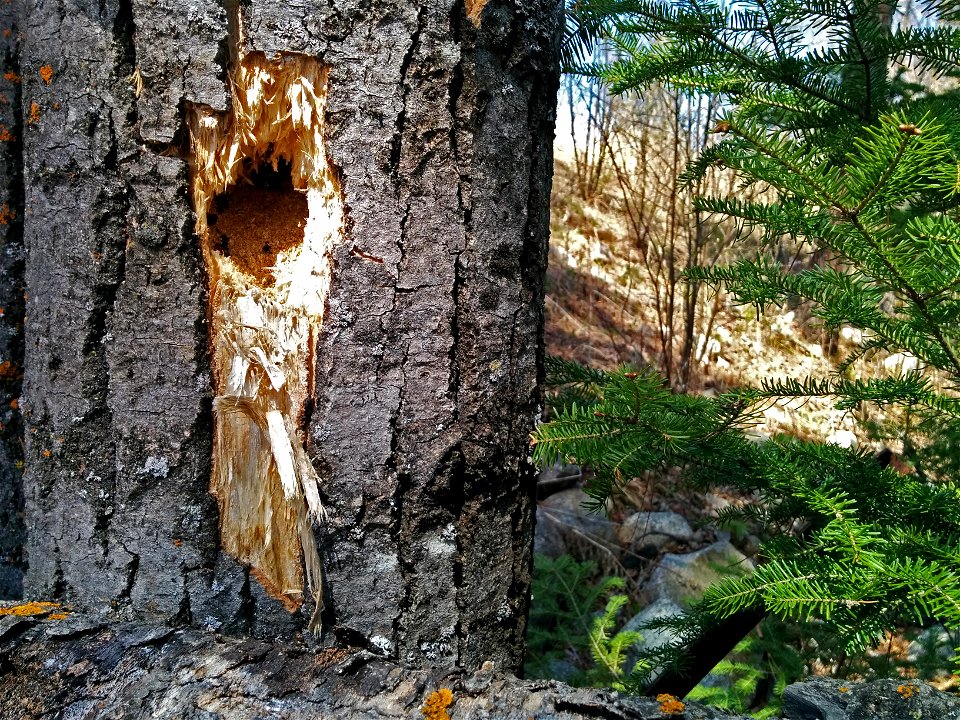 Woodpecker Activity