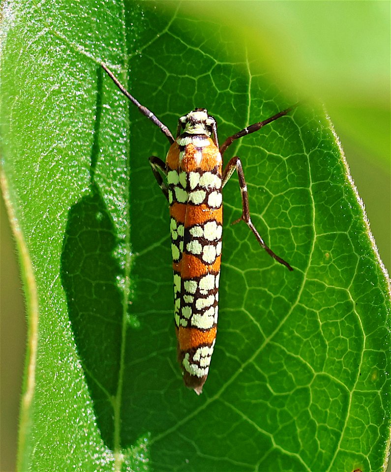 AILANTHUS WEBWORM MOTH (Atteva aurea) (01-03-2023) national butterfly center, palmview, hidalgo co, tx -02