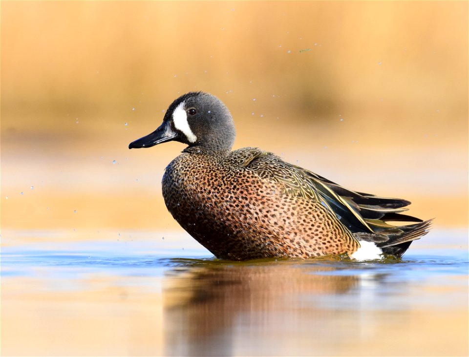 Blue-winged teal at Seedskadee National Wildlife Refuge