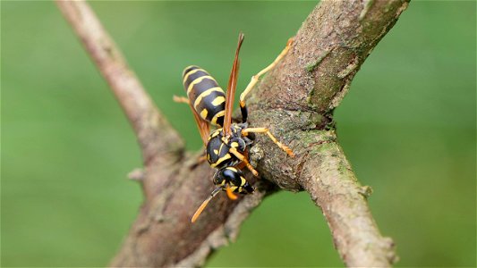 Polistes dominula (Haus-Feldwespe)