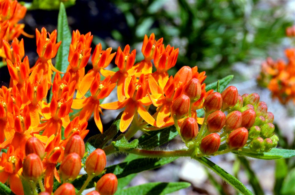 Butterfly milkweed in bloom