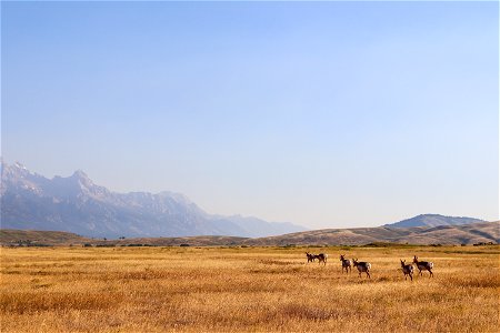 Pronghorn on the National Elk Refuge
