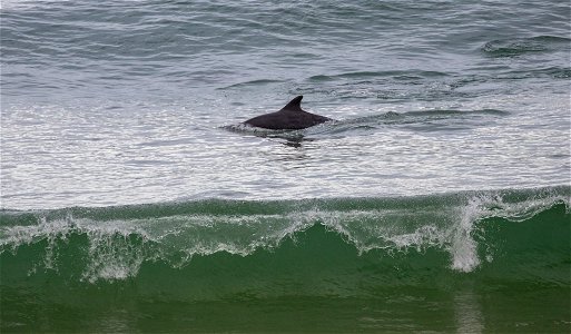 Dolphins at Betka Beach photo