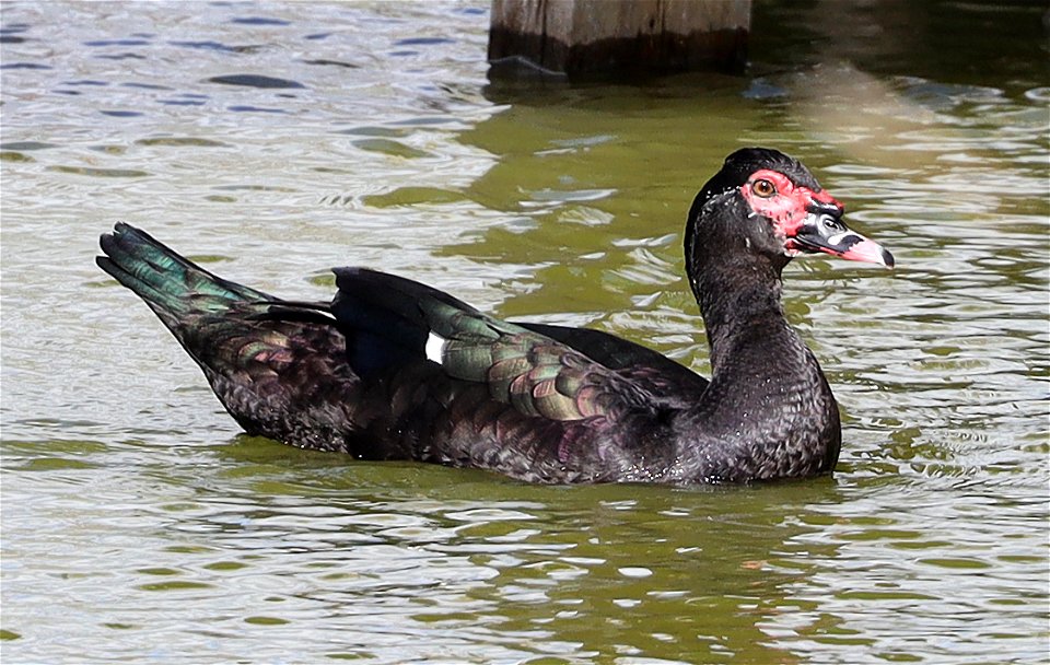 022 - MUSCOVY DUCK (12-24-2021) u of texas brownsville campus, brownsville, cameron co, tx -02