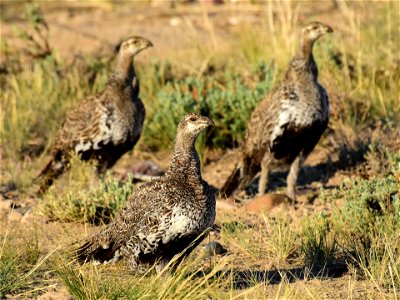 Greater sage-grouse at Seedskadee National Wildlife Refuge photo