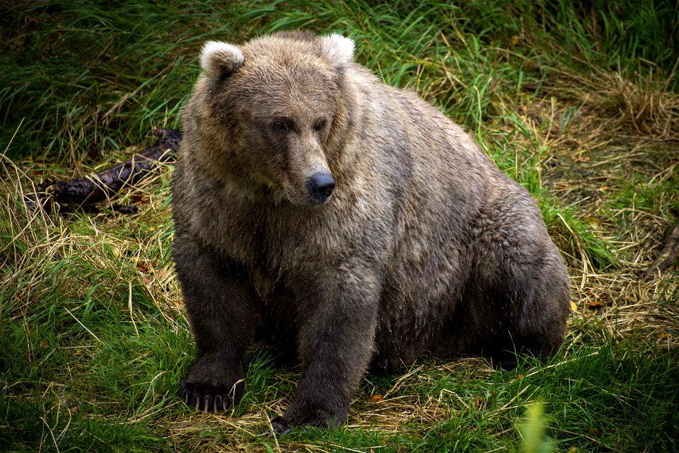 Bear 128 Grazer Fat Photo
