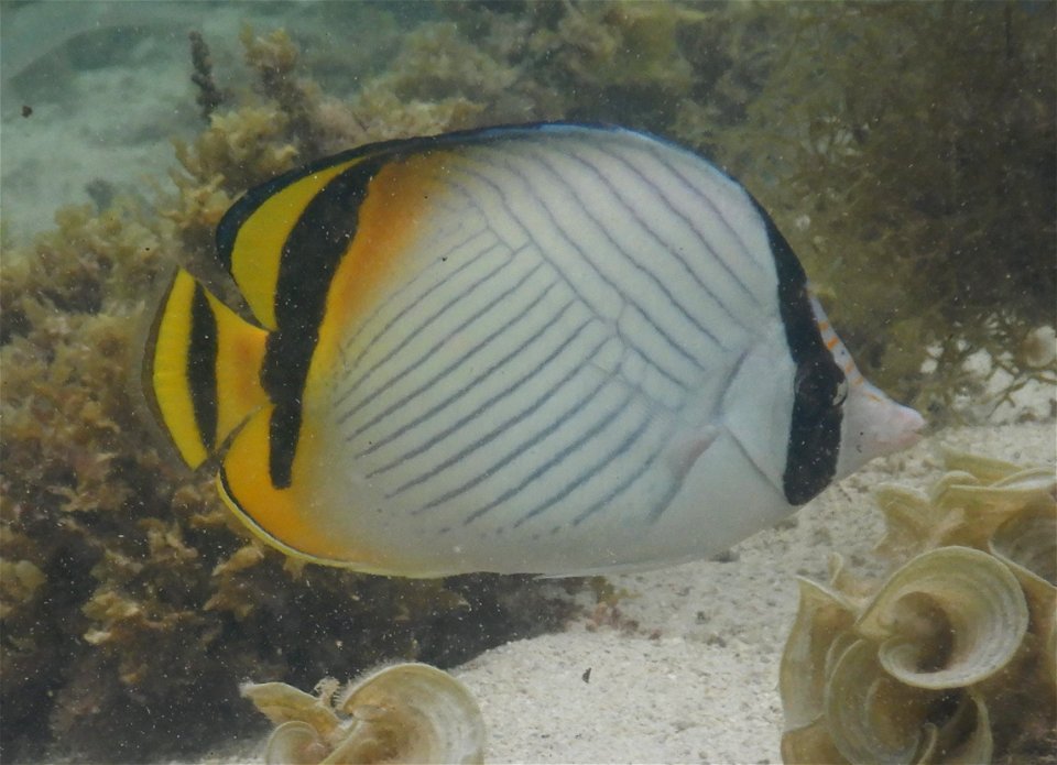 Chaetodon vagabundus 7