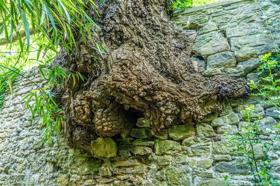 Remains of Boxley Abbey Church. Now a walled garden with a stream running through the middle. Trees growing in the walls.