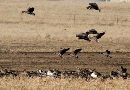 Spring Goose Migration at the Huron Wetland Management District South Dakota
