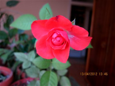 trandafmic2012_0413_134644