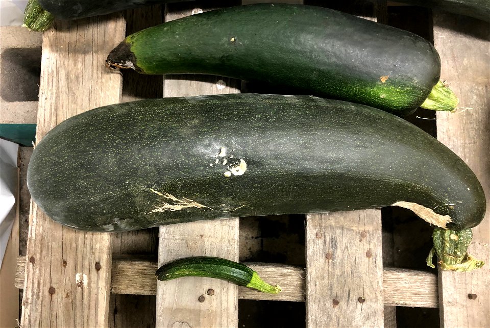 Use the Big Zuchinni