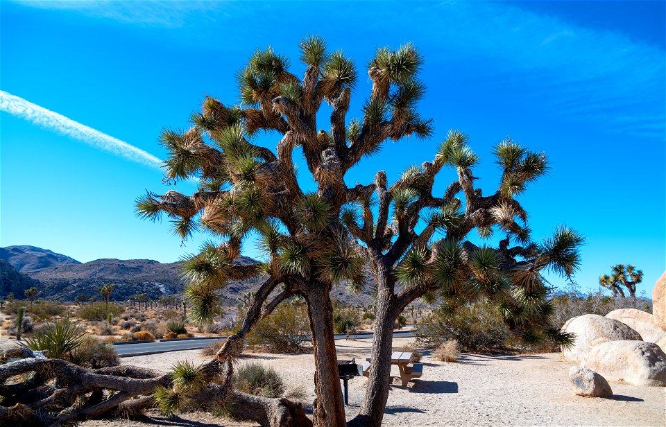 Joshua Tree National Park