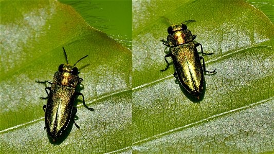 Anthaxia nitidula (Zierlicher Prachtkäfer) - Männchen