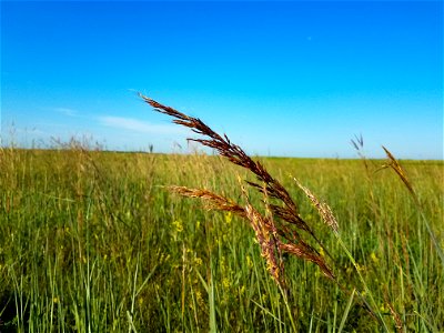 Indian Grass Lake Andes Wetland Management District South Dakota