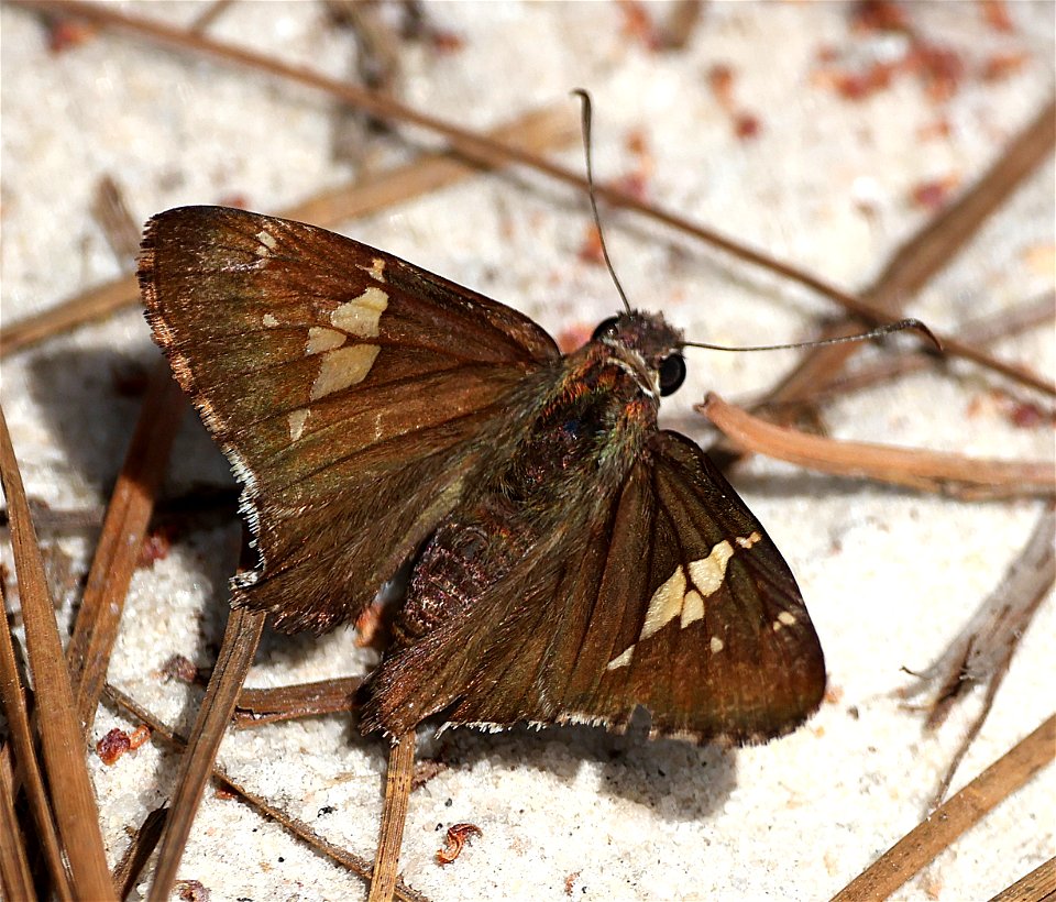 HOARY EDGE (Achalarus lyciades) (05-13-2023) carver's creek state park, cumberland co, nc -01