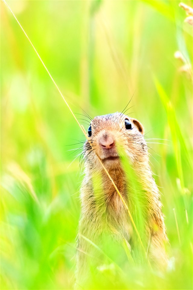 Thirteen-lined ground squirrel