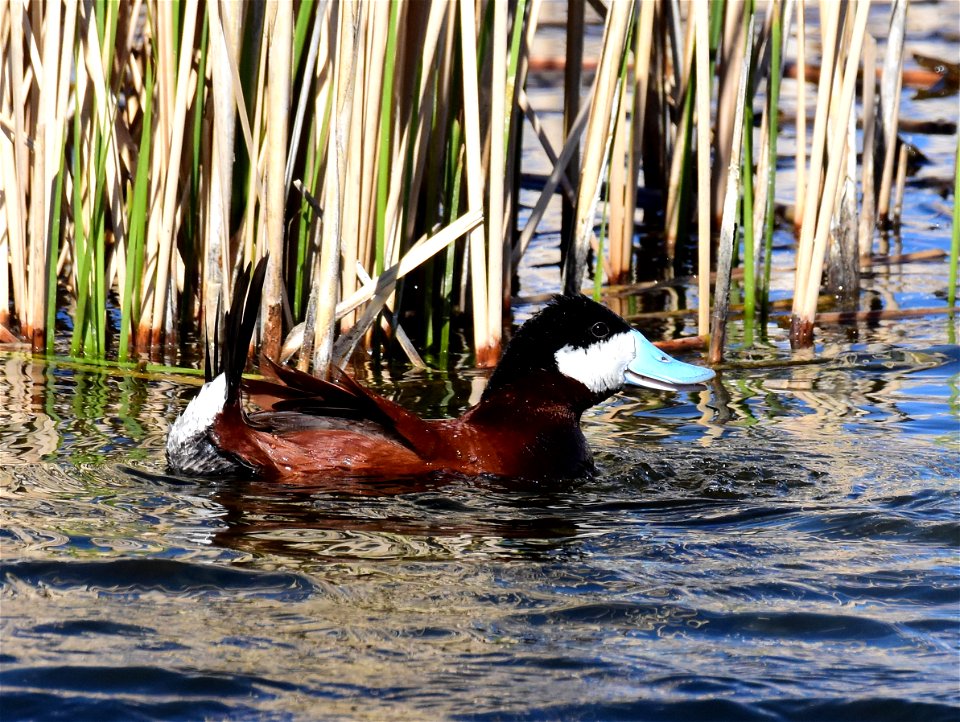 Ruddy duck at Seedskadee National Wildlife Refuge