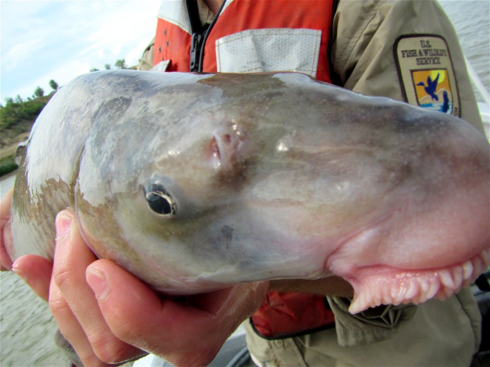 Blue Sucker Capture on the Missouri River photo