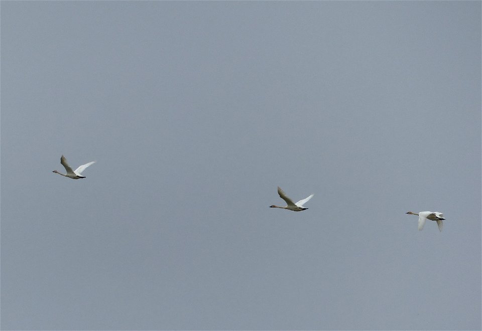 Tundra swans in flight