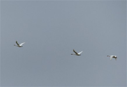 Tundra swans in flight photo