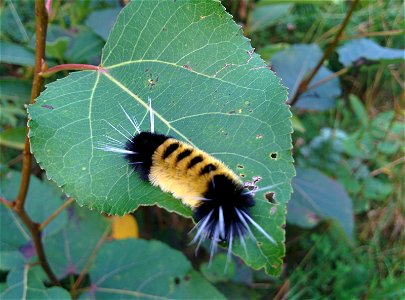 Spotted tussock caterpillar