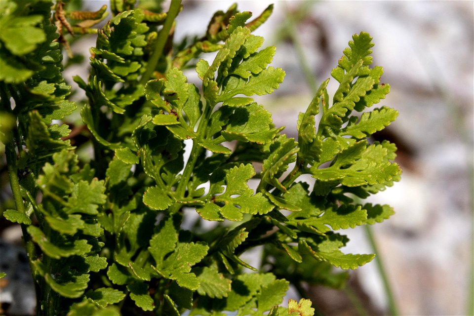 Cryptogramma acrostichoides