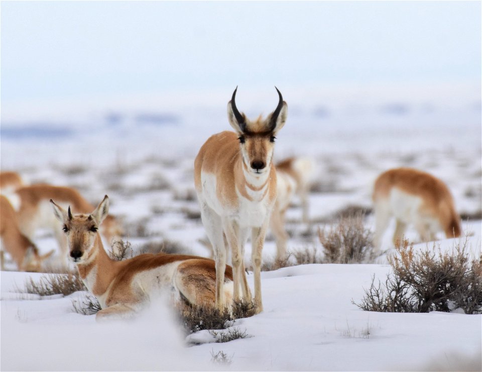 Pronghorn on Seedskadee National Wildlife Refuge