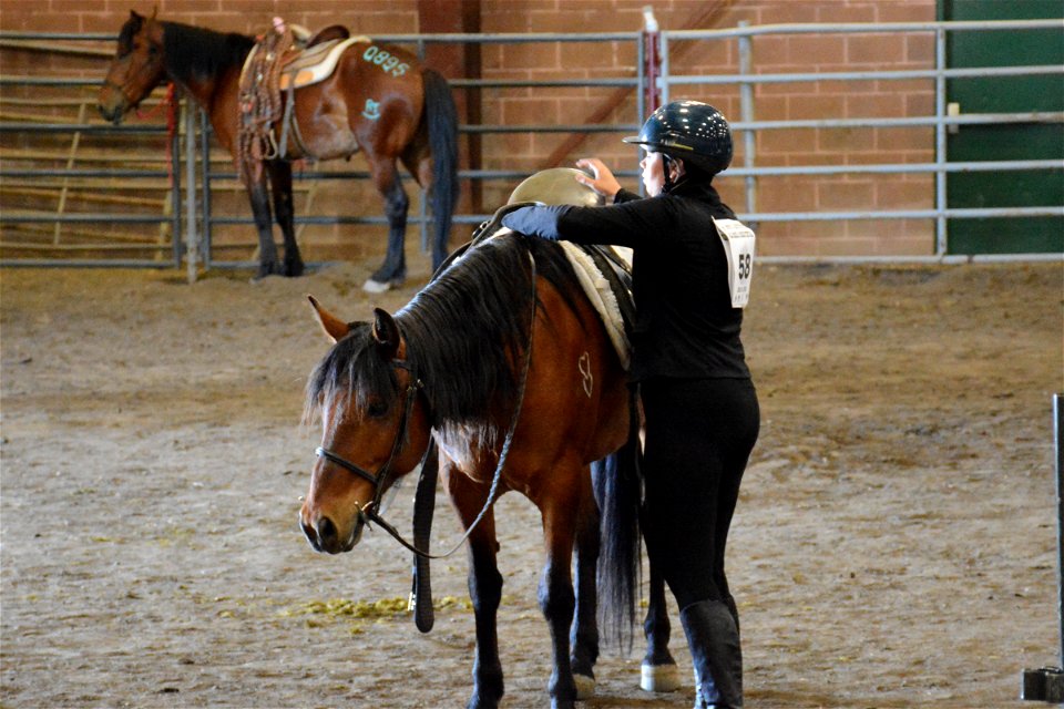 Northern Utah Wild Horse & Burro Festival - 2022 photo