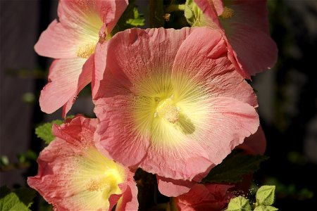 Hollyhock