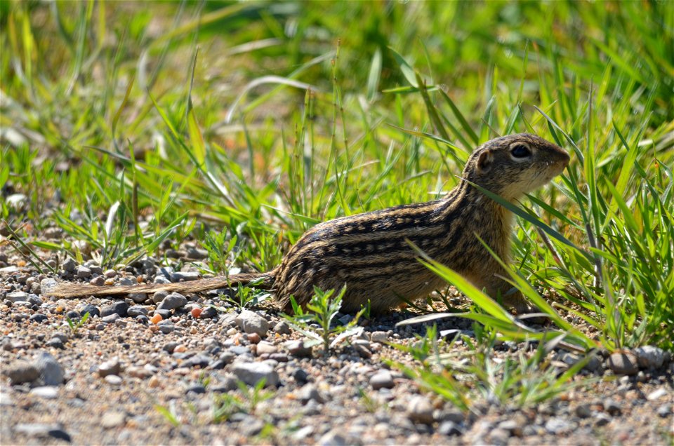 Ground squirrel on alert! photo