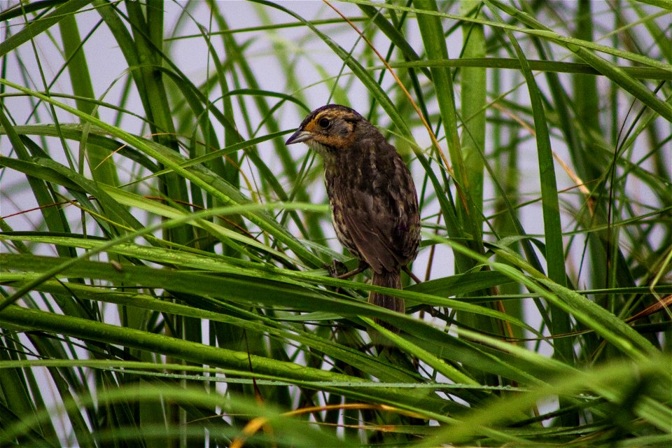 Saltmarsh sparrow Adult at Rachel Carson National Wildlife Refuge