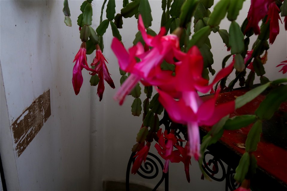 Christmas_cacti_2023_0217_105730