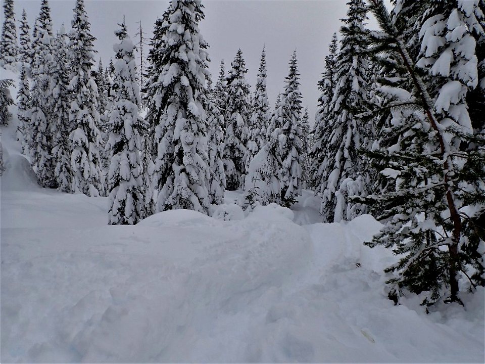 20211217-GP-Marble Mountain and Mount St Helens Climbing Route in the woods by Andy Goodwin