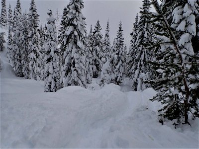20211217-GP-Marble Mountain and Mount St Helens Climbing Route in the woods by Andy Goodwin