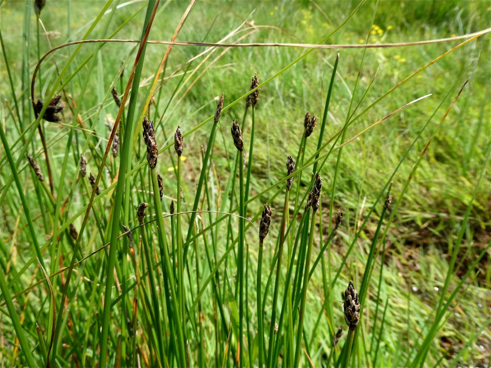 Eleocharis uniglumis (Link) Schult., 1824