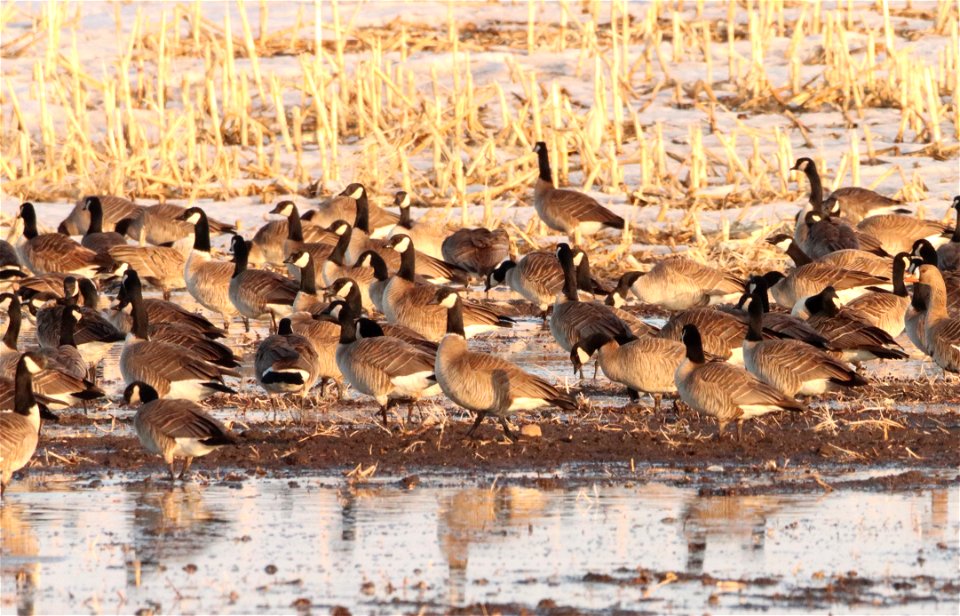 Spring Geese Migration Huron Wetland Management District photo