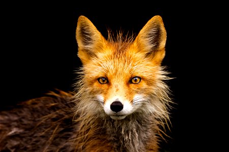 Red fox in the rain photo