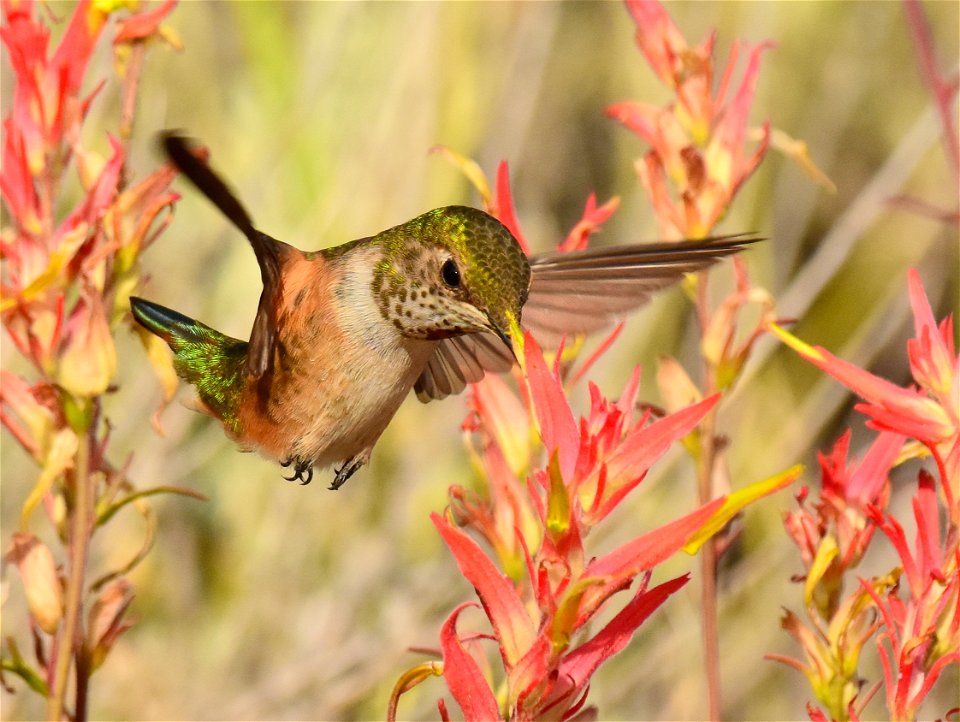Rufous hummingbird at Seedskadee National Wildlife Refuge