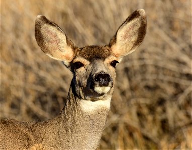 Mule deer at Seedskadee National Wildlife Refuge