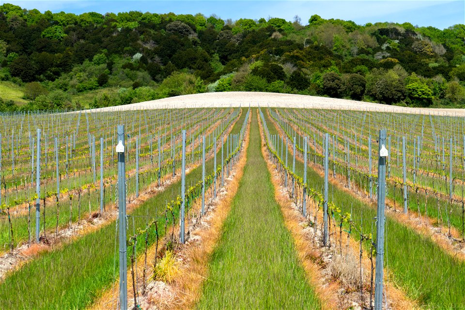 Vineyard North Downs Kent