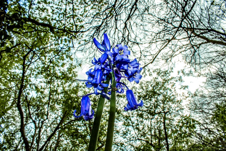 Blue Bluebells