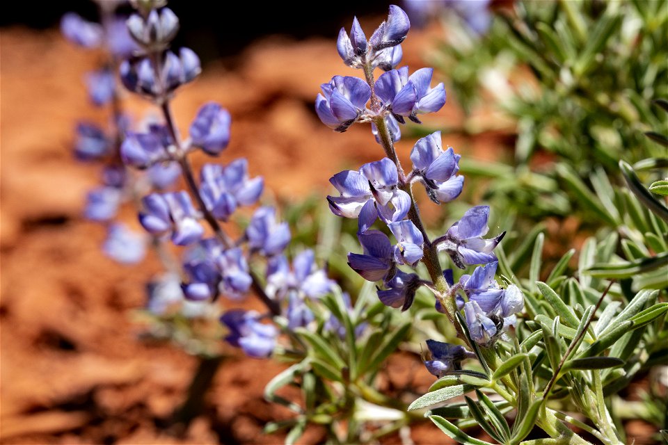 Lupinus argenteus var. depressus