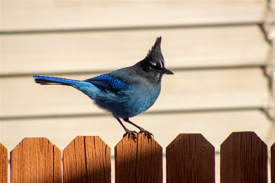 Steller's jay on the Coconino photo