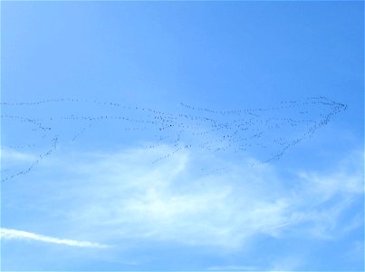 Snow Geese Migrating