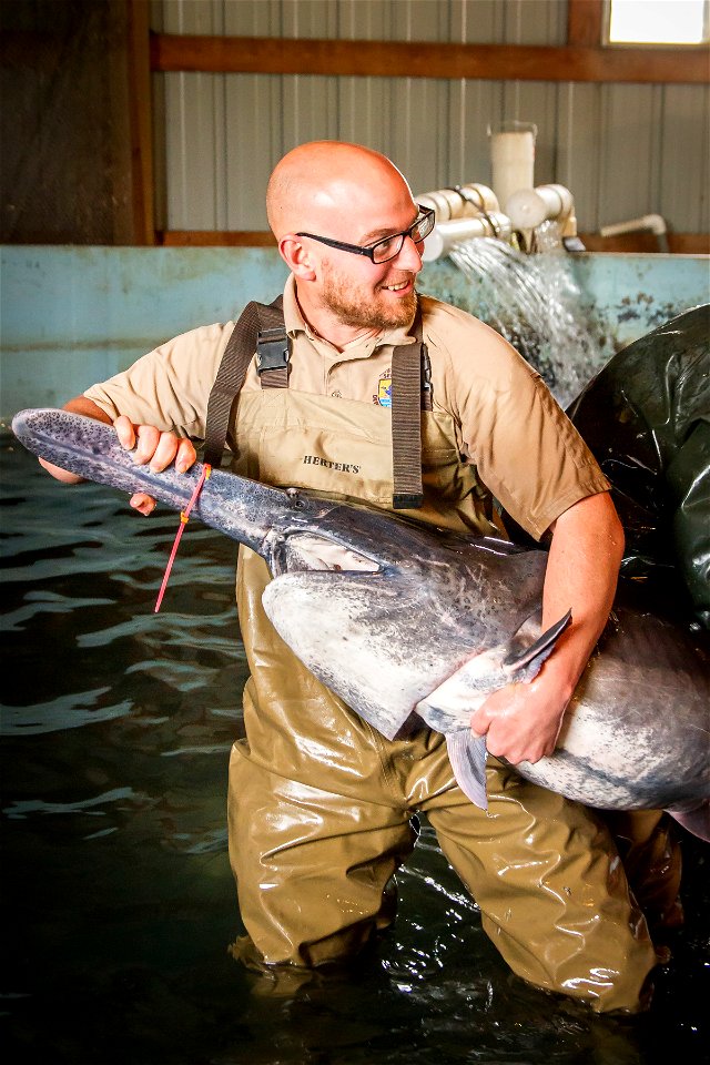 Paddlefish spawning